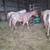 REGISTERED QUARTER HORSE WEANLINGS 2 thumbnail
