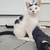 Farm cats 7 thumbnail