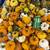 Pumpkins - White and assorted colors 2 thumbnail