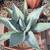 Cactus in pots/ plants 4 thumbnail