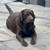 Free Chocolate Labrador 4 thumbnail
