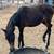 Arabian Purebred SE Lines 11 thumbnail