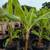 Banana Tree 🍌🍌 7 thumbnail