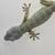Tokay Gecko 1 thumbnail