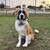 Rehoming Great Pyrenees Mix 5 thumbnail