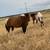 2 male horses 1 thumbnail