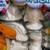 New Paint Your Own Dinosaur + Friends Ceramic Painting Kids Craft Kit 3 thumbnail