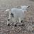 Nigerian Dwarf buckling goat (male baby goat) 1 thumbnail