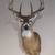 Englehart Outdoor Taxidermy Service's 6 thumbnail