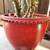 5 ft. Tall Crassula Ovata - Large Mature Jade Plant in Large Red Pot 6 thumbnail