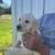 Lab puppy 1 thumbnail