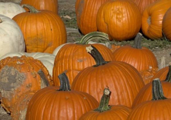 Pumpkins for animals 1