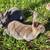 Mini Rex bunnies 17 thumbnail