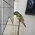 A conure parrot is ready to go 8 thumbnail