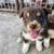 Australian shepherd 1 thumbnail