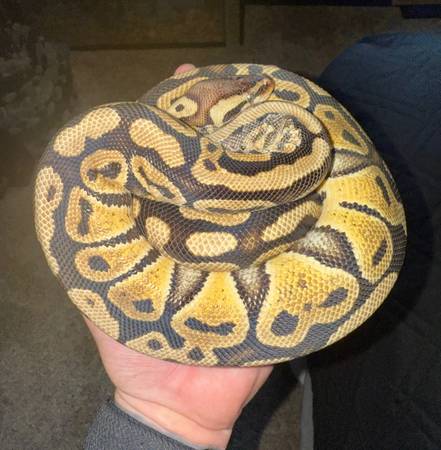 Serpiente: Pitón ball pastel - $10063471027456001121