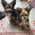 Dog Bed clothes wardrobe  Cute Puppies Yorkie mix dog Need new home 7 thumbnail