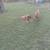 German Shepherd/Pyrenees puppies looking for a forever home 5 thumbnail