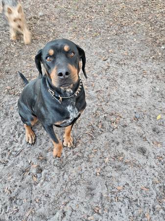ROTTY MIX (Ocala)63687863862019120