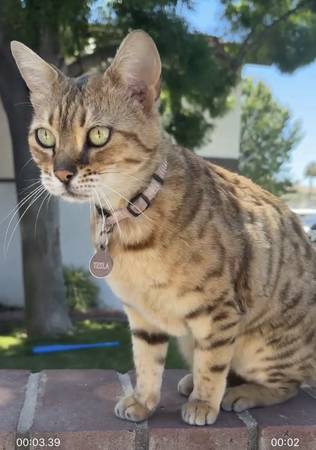 MISSING CAT reward offered for her return 1