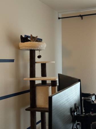 Cat Pair for Adoption (Des Moines)63874561342467123