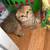 Kitten scottishfold 1 thumbnail