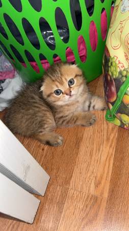 Kitten scottishfold 1