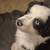 Australian Shepard 1 thumbnail