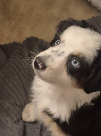 Australian Shepard 1