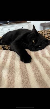 Please help rehome these 2 Beautiful Kitties (Visalia)63873027684865122