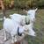 Nigerian Dwarf doe with doeling 4 thumbnail