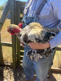 Chicks and Roosters 1