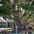 ✅Check Out Banyan Trail before You Rent! 2 thumbnail