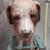 Early 1900s Antique Push Along Toy with a St Bernard Dog. 3 thumbnail