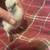 EGG LAYER CHICKS 10 thumbnail