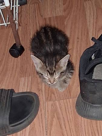 4 kittens need rehoming (Jonesboro)63881507394177123