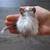 Mini Piglets, Runner Ducks, and Degu 5 thumbnail