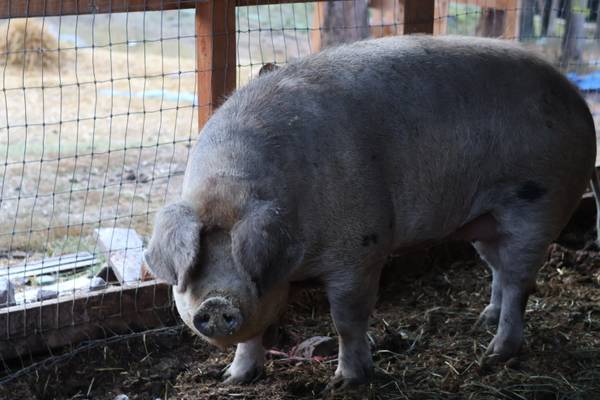 Pigs // Heritage Breeder Pair 1