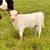 Mini calves 7 thumbnail