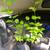 BLACK  DWARF Mulberry trees in pots . 5 thumbnail