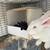 Rabbit/rabbits paintedNew Zealand female 1 thumbnail