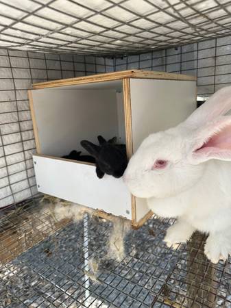 Rabbit/rabbits paintedNew Zealand female 1