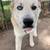 Great Pyrenees/Husky Mix ISO New Home 3 thumbnail