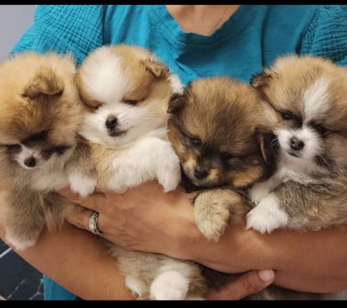 Pomeranian Puppies. (concord / pleasant hill / martinez)63890025232897120