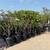 Plumeria Trees 10 thumbnail