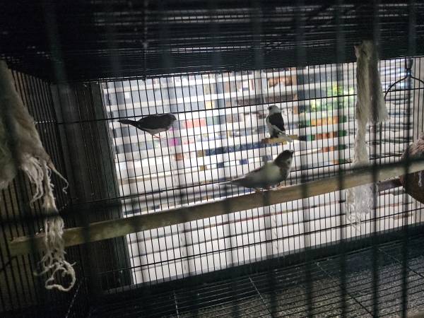 Society Finches (Missouri City)63859315379841123