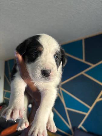 Rehome Aussie puppies (Sacramento)64176270028673122
