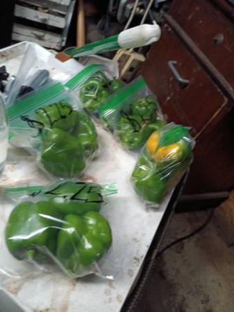 Green bell peppers 1