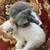 Kittens 2 thumbnail