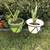 Snake plant 5 thumbnail